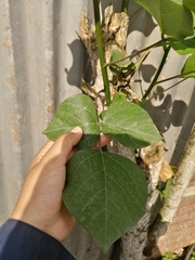 Erythrina subumbrans