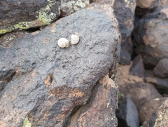 Sonorella allynsmithi