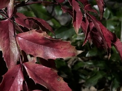 Berberis aquifolium