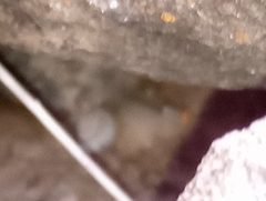 Sonorella allynsmithi