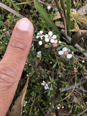 Euryomyrtus ramosissima