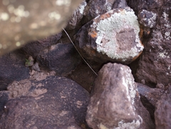 Sonorella allynsmithi