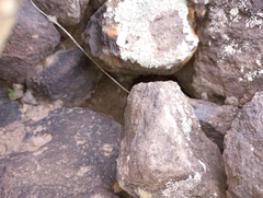 Sonorella allynsmithi