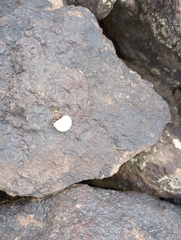 Sonorella allynsmithi