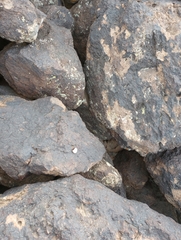 Sonorella allynsmithi