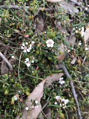 Euryomyrtus ramosissima