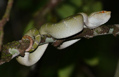 Tropidolaemus subannulatus