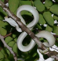 Tropidolaemus subannulatus