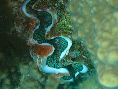 Tridacna maxima