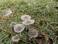Setulosi