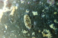 Stenoplax petaloides