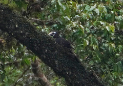 Anorrhinus galeritus