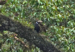 Anorrhinus galeritus