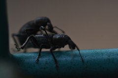 Enaptorhinus sinensis