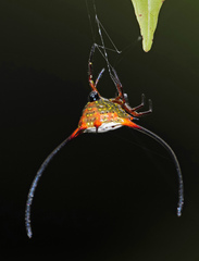 Macracantha