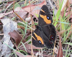 Tisiphone abeona albifascia