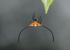 Macracantha