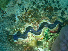 Tridacna maxima