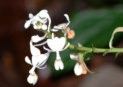 Calanthe