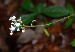 Calanthe