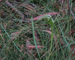 Pterostylis falcata