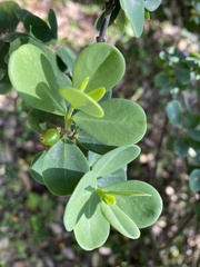 Wikstroemia retusa