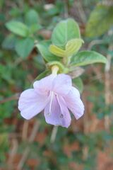 Barleria obtusa