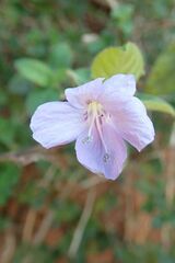 Barleria obtusa