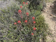 Castilleja affinis affinis