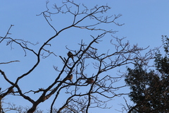 Zenaida macroura carolinensis