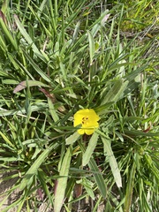 Camissoniopsis