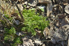 Chaerophyllum tainturieri tainturieri