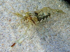 Palaemon serenus