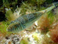 Torquigener pleurogramma