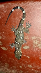 Hemidactylus prashadi