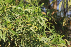 Acacia auriculiformis