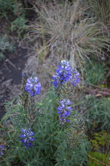 Lupinus aschenbornii