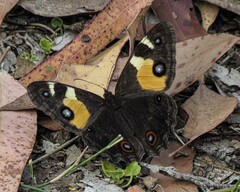 Tisiphone abeona albifascia