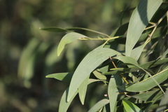 Acacia auriculiformis