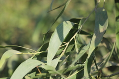 Acacia auriculiformis