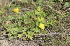 Ranunculus californicus