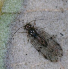 Ectopsocus californicus