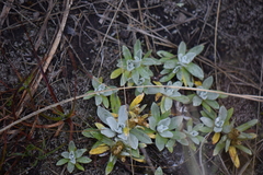 Mexerion sarmentosum