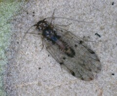 Ectopsocus californicus