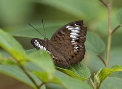 Tanaecia pelea