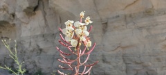 Chylismia claviformis aurantiaca