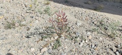Chylismia claviformis aurantiaca