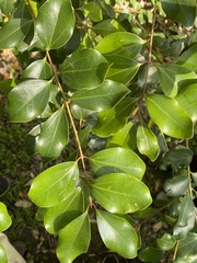 Cinnamomum reticulatum