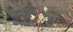 Chylismia claviformis aurantiaca