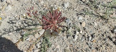 Chylismia claviformis aurantiaca